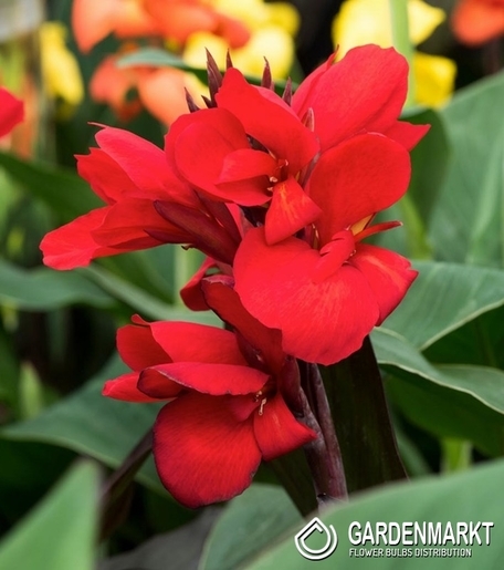 Canna-Blumenrohr Strassbourg 1 St.