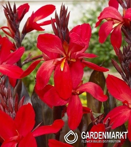 Canna-Blumenrohr Red Futurity 1 St.