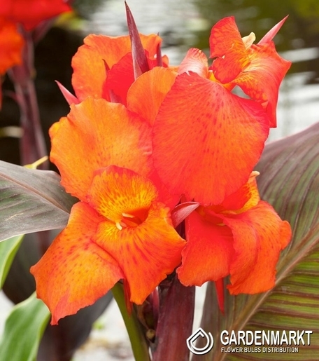 Canna-Blumenrohr Verdi 1 St.