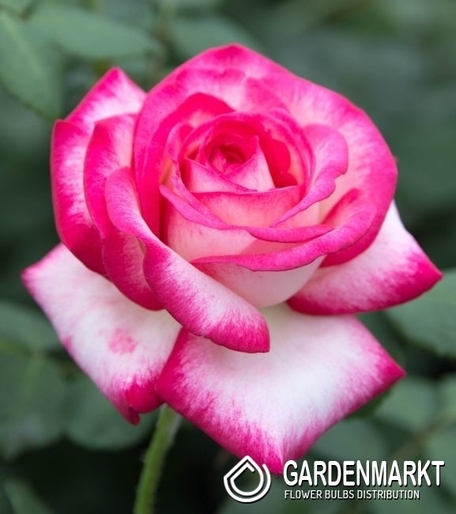 Mehrblütigen Rose Rot-Weiss 1 St.