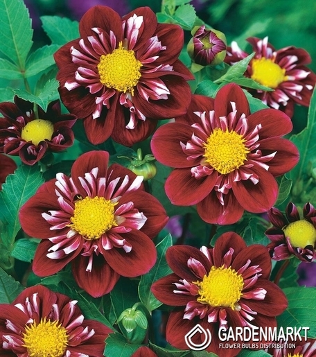 Dahlie Impression Fantastico 1 St.