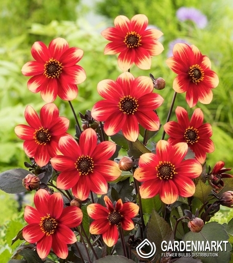 Dahlie Top Mix Dahlegria Tricolore 1 St.
