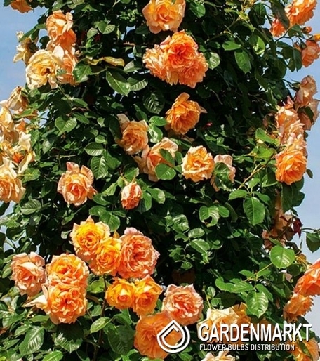 Kletterrose Orang 1 St.