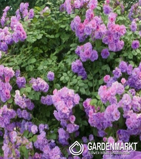 Kletterrose Violett 1 St.