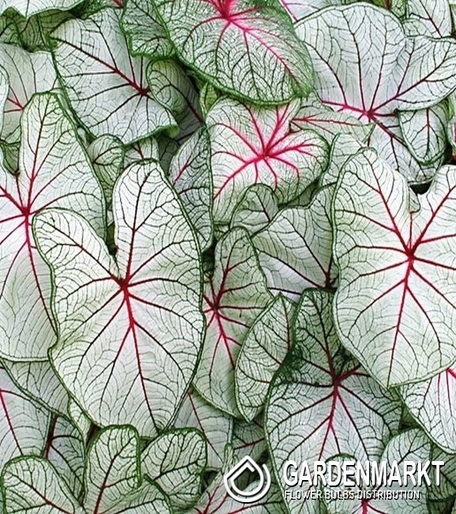 Caladium - Fantasy 1 St.