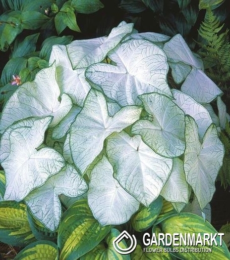Caladium Garden White1 St.