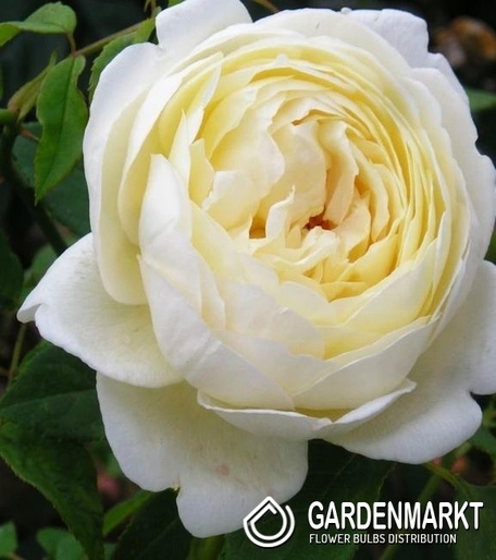 Englisch Park Rose Weiss