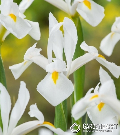 Holländische Iris Alaska 10 St. Gardenmarkt.de