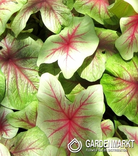 Caladium Mint Julep 1 St.