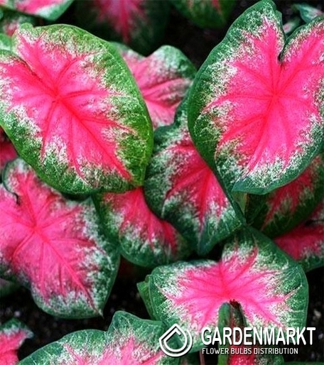Caladium Rosebud 1 St.