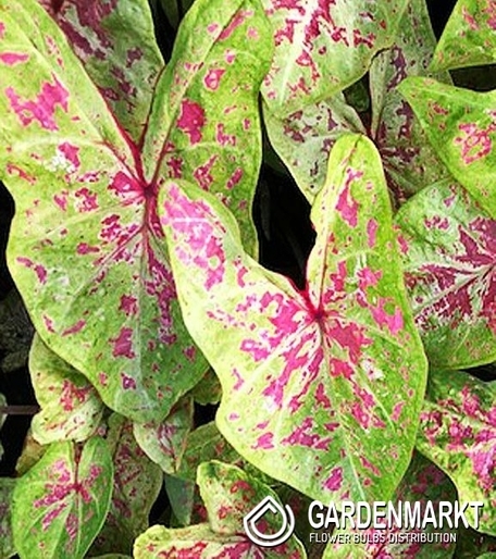 Caladium Seafoam Pink 1 St.