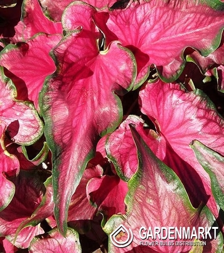 Caladium Sizzle 1 St.