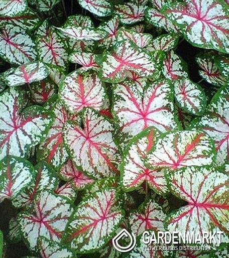 Caladium Tapestry 1 St.