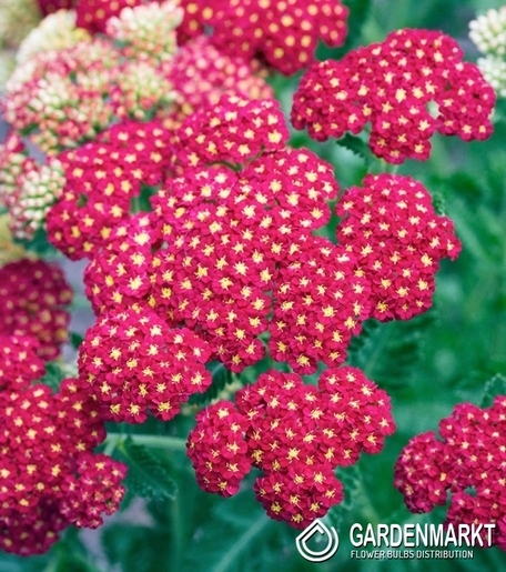 Achillea - Paprika 1 st.
