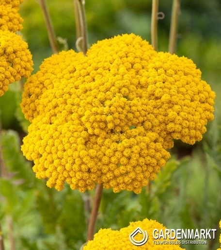 Achillea - Parker's Variety 1 st.