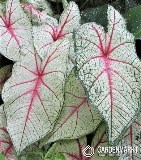 Caladium - White Queen 1 St.