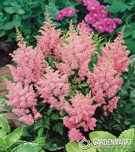 Astilbe-Prachtspiere Amethyst 1 St.