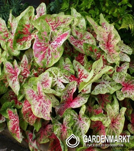 Caladium Miss Muffet 1 St.