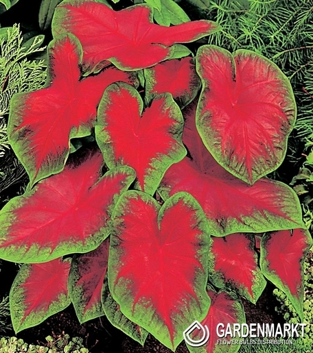 Caladium Freida Hemple 1 St.