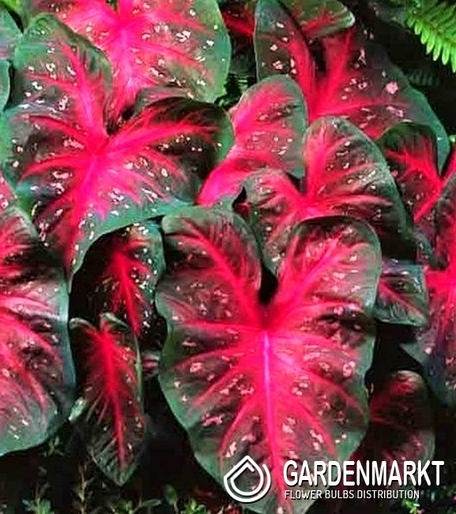Caladium  Royal Flush 1 St.