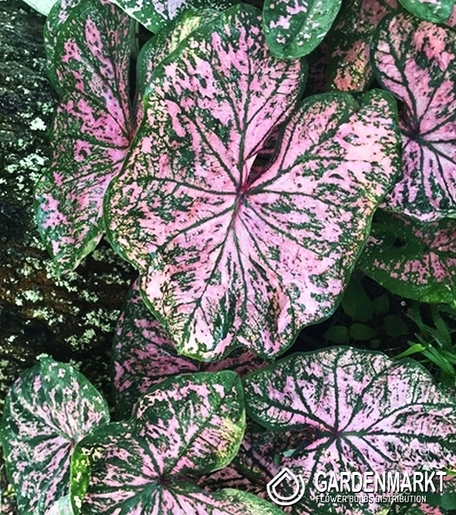 Caladium Florida Elise 1 St.