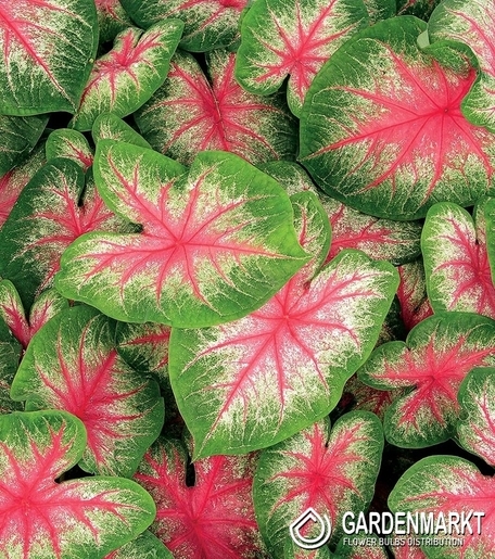 Caladium Pink Beauty 1 St.