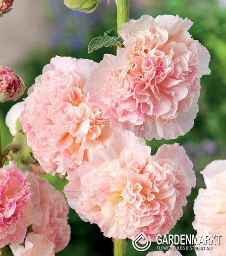 Stockrose-Malve-Alcea Rosea Peaches And Dreams 1 St.