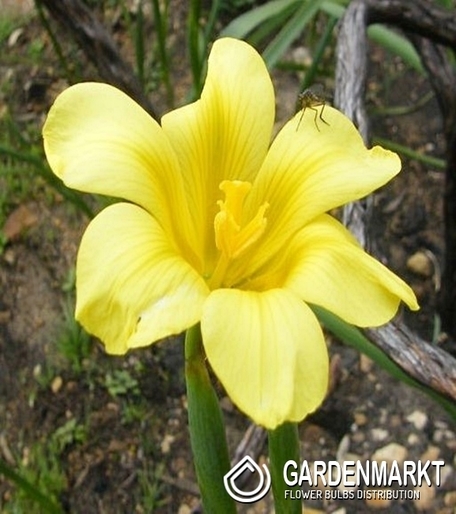 Moraea Ochroleuca - Homeria 10 St.