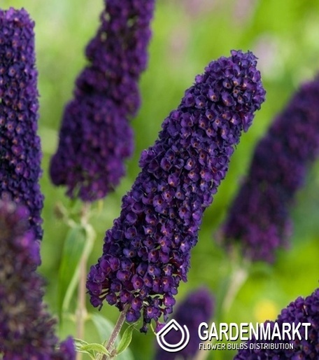 Schmetterlingsflieder - Buddleja Black Knight 1 St.