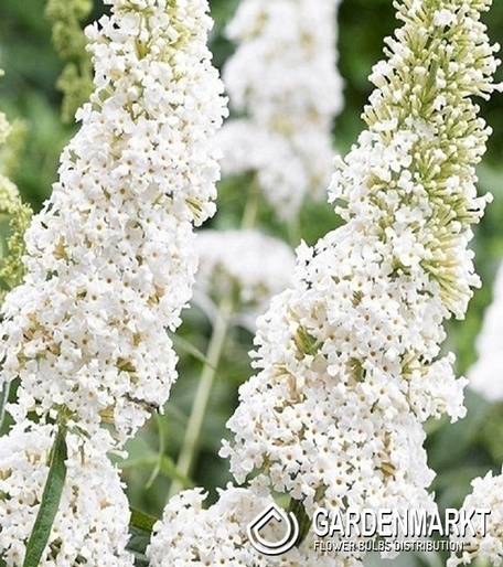 Schmetterlingsflieder - Buddleja White Profusion 1 St.