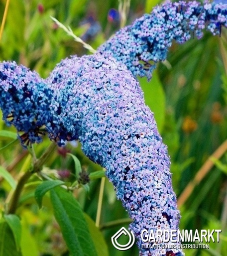 Schmetterlingsflieder - Buddleja Nanho Blue 1 St.
