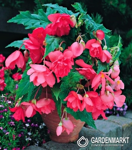 Hängebegonie Rosa 1 St.