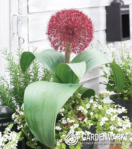Zierlauch Allium Red Giant 1 St.