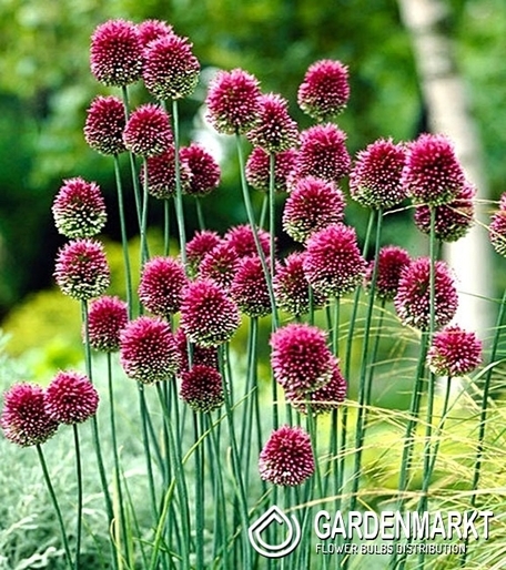 Zierlauch Allium Ampeloprasum 10 St.