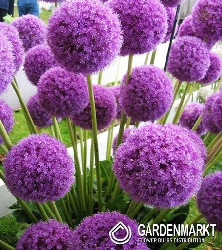 Zierlauch Allium Maxima 1 St.