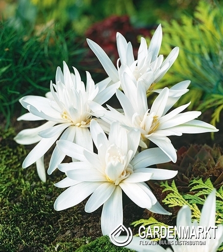 Herbstzeitlose Colchicum Alba 1 St.