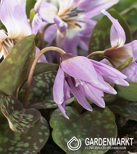 Hundszahn Zahnlilie Erythronium Lilac Wonder 1 St.
