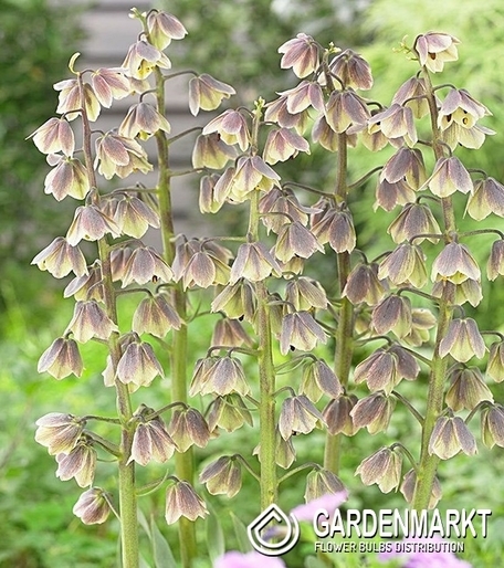 Fritillaria - Szachownica Green Dreams 1 St.