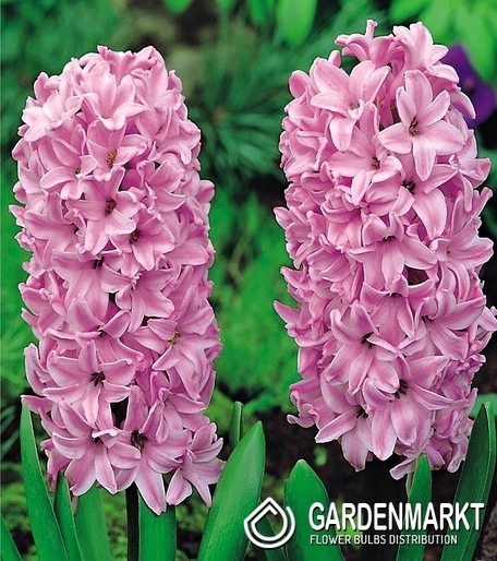 Hyazinthe Pink 14/15 3 St.