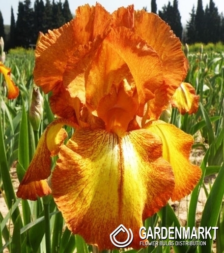 Iris Germanica Schwertlilie Autumn Echo 1 St.