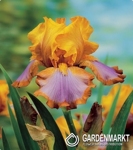 Iris Germanica Schwertlilie Brown Lasso 1 St.