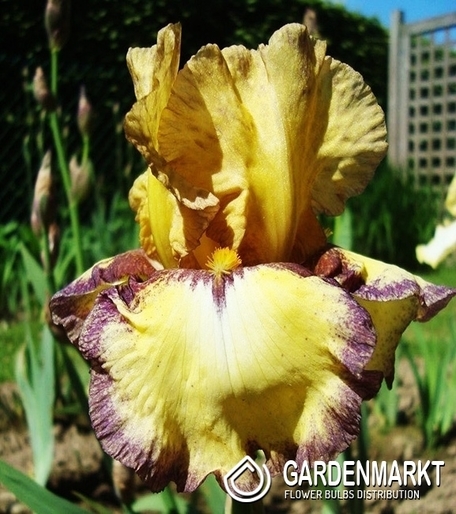 Iris Germanica Schwertlilie Bullwinkle 1 St.