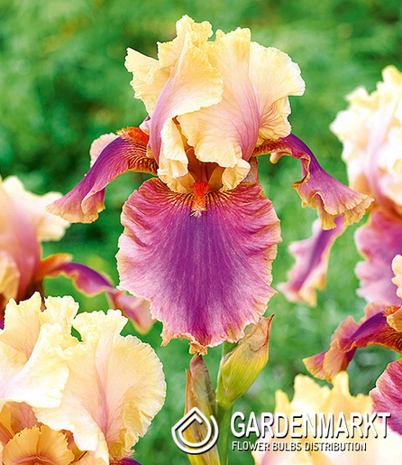 Iris Germanica Schwertlilie Colette Thurillet 1 St.