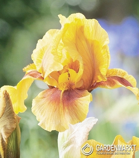 Iris Germanica Schwertlilie Desert Echo 1 St.