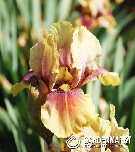 Iris Germanica Schwertlilie Oklahoma Bandit 1 St.