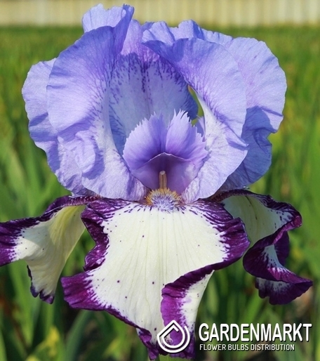 Iris Germanica Schwertlilie Oklahoma On Edge 1 St.