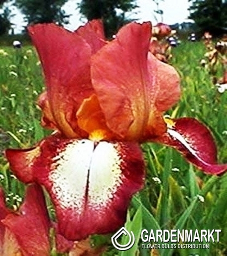 Iris Germanica Schwertlilie Oklahoma Rimfire 1 St.