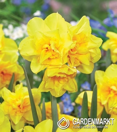 Narcissi Botanische Golden Delicious 5 St.