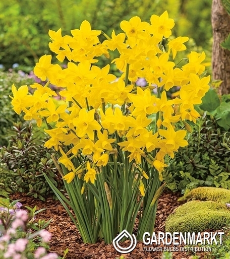 Narcissi Klein Golden Bouquet 5 St.