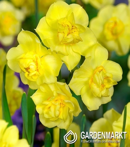 Narzisse Yellow Stone 5 St.